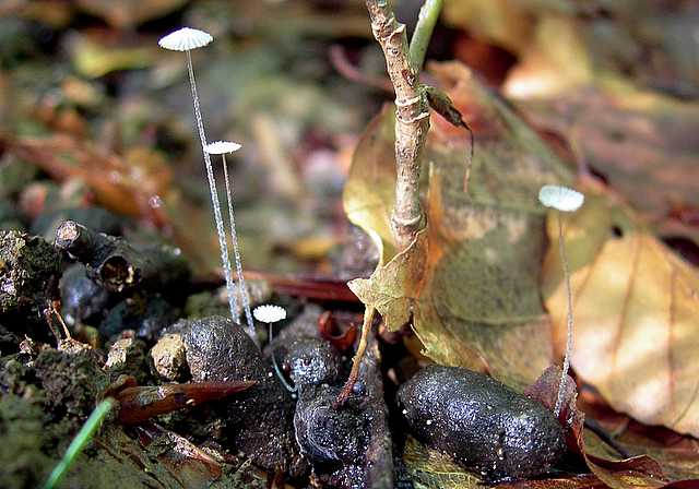 2005 :  Un anno di funghi